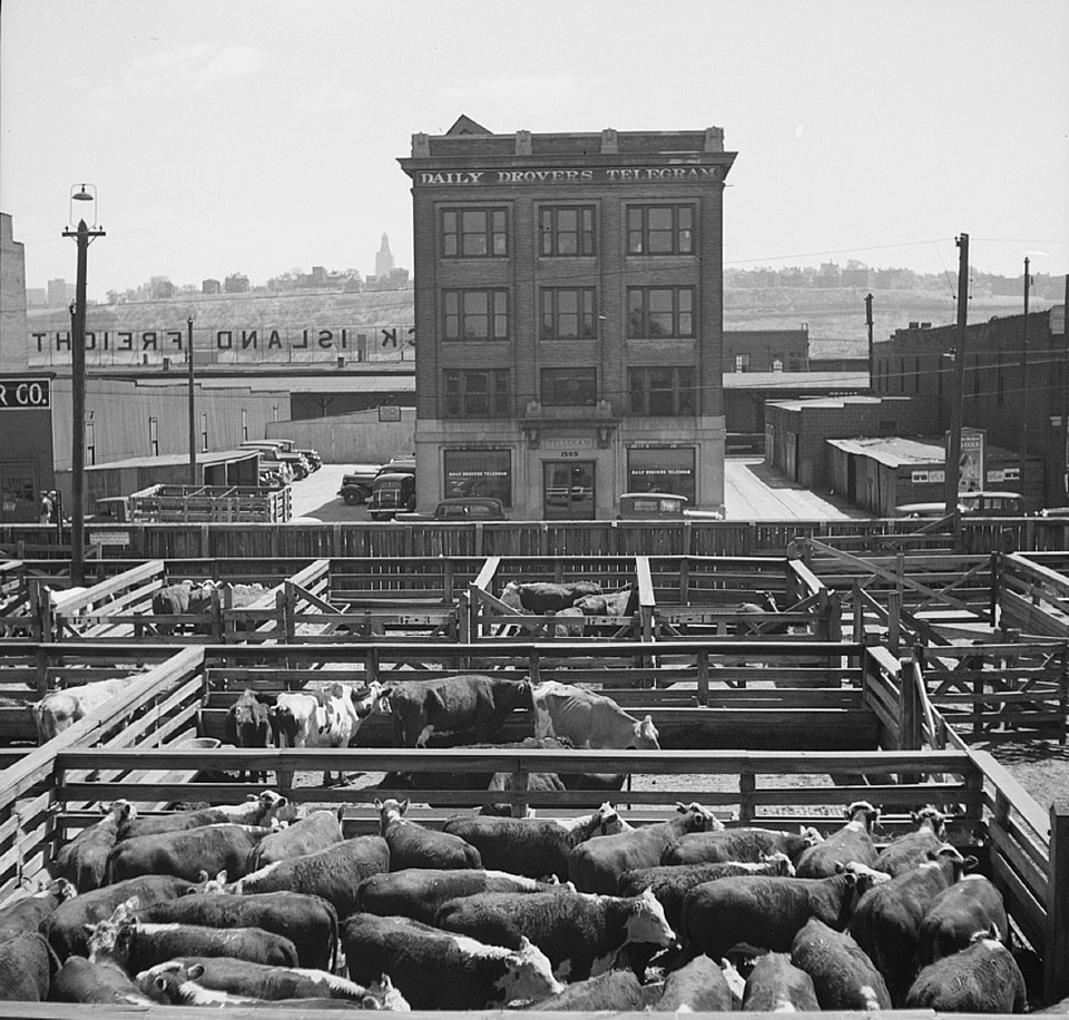 Outdoors bovine agriculture