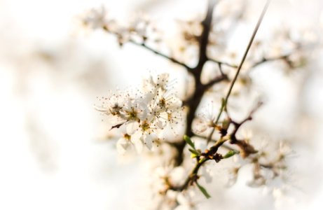 Blackthorn blossom photo