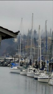 Day 50. Kingfisher at the marina