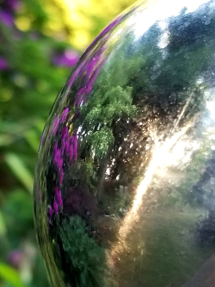 Day 142 garden reflection