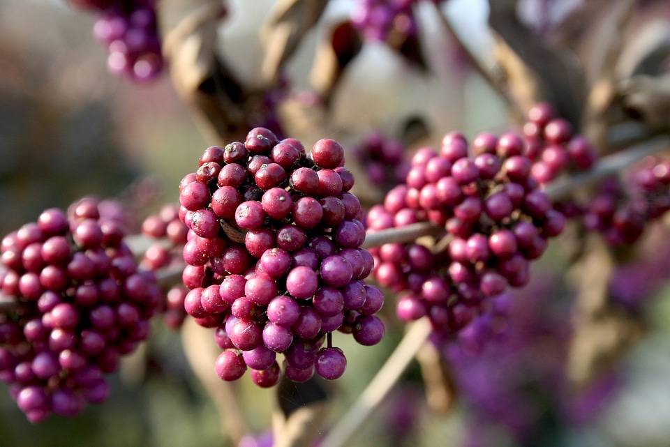 Berry purple crop