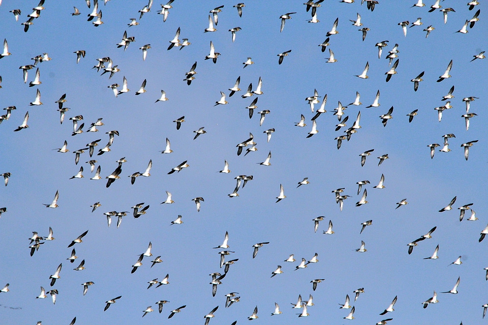 Swarm wild geese flying