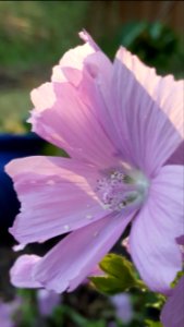 Day 179. Musk mallow photo