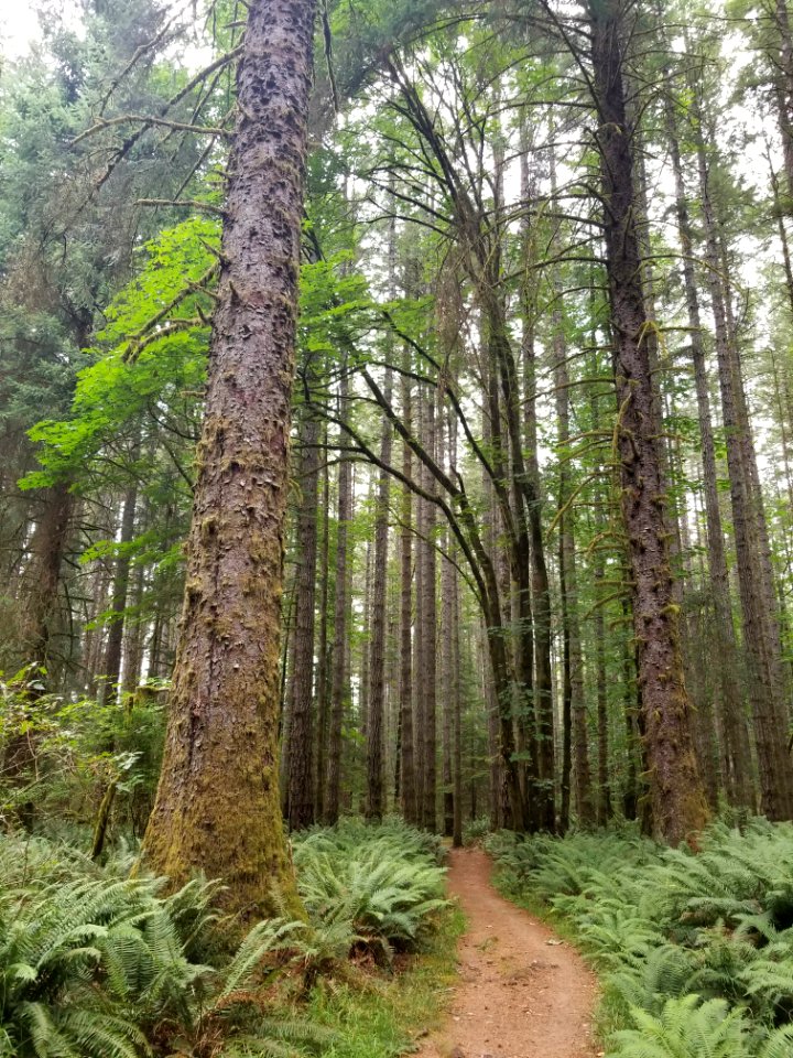 Day 212 if you go out in the woods today...