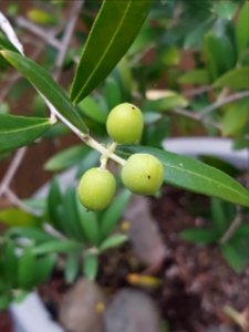 Day 242 Olive crop