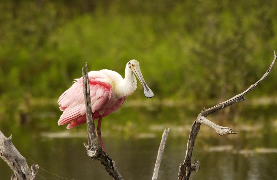 Wildlife water big