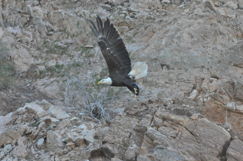 Flight flying soaring