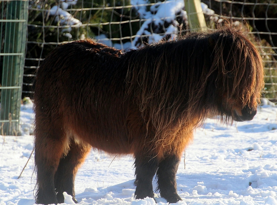 Animal wuschelig ride