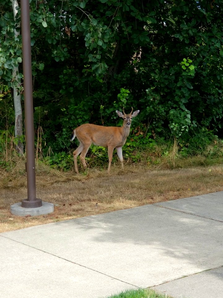 Fay 240 New buck on campus