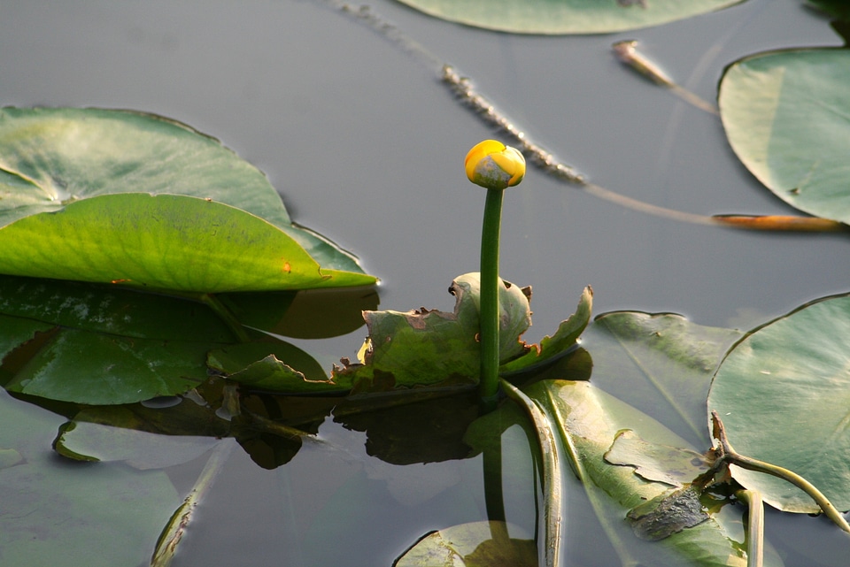 Lake light bulb spring
