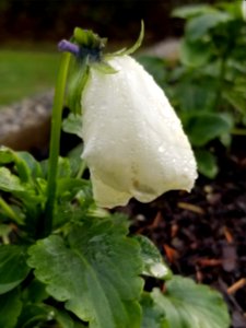 Day 330 winter pansy