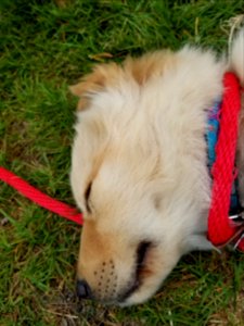 Day 145 sleepy puppy