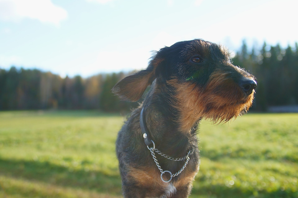 Outdoors nature pet