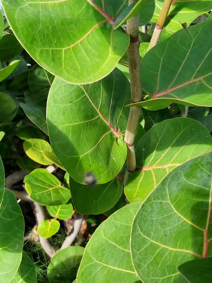 Barbados