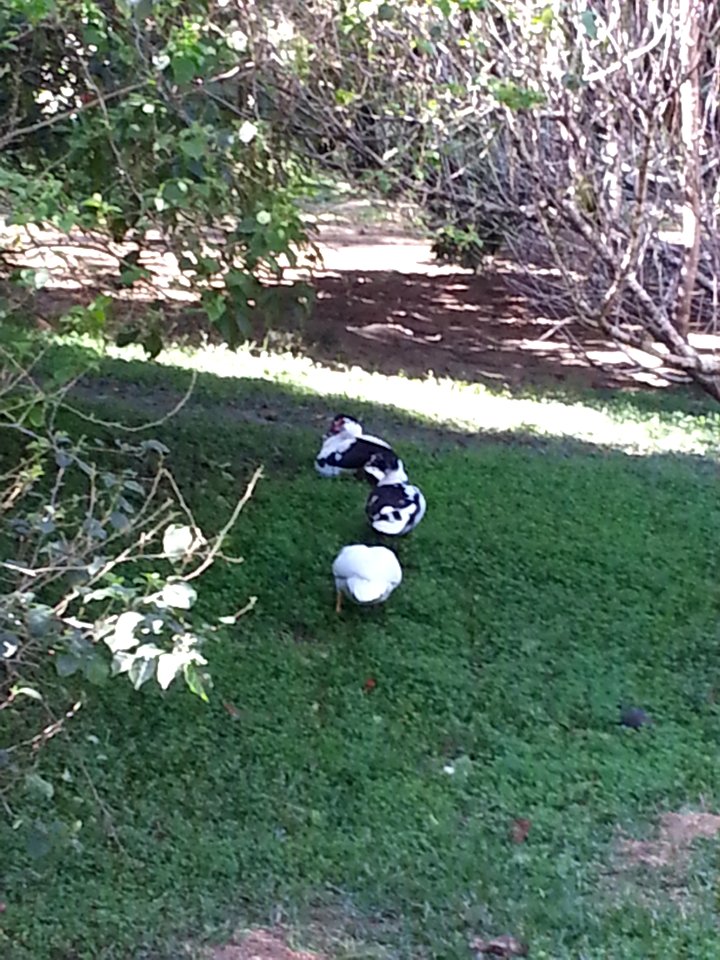 boutique hotel, con patos