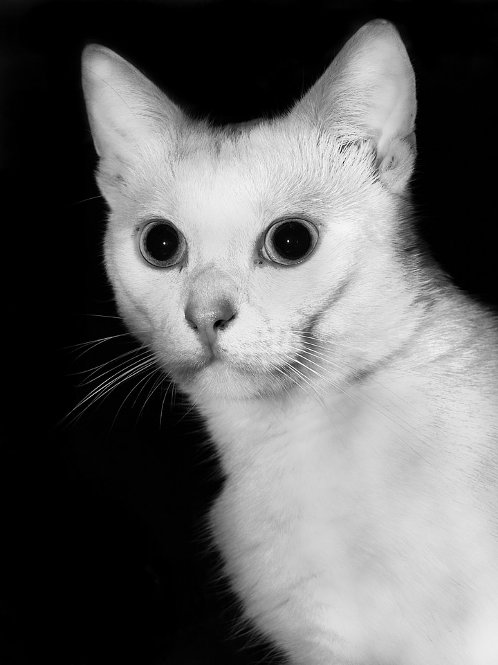 White black and white animal portrait