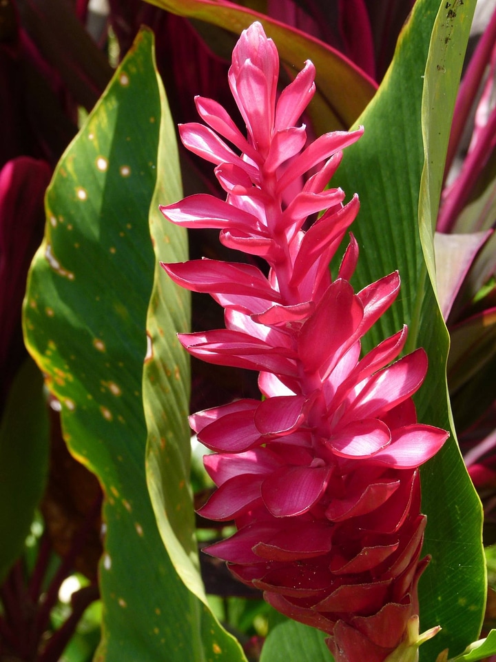 Exotic red plant
