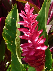 Exotic red plant photo