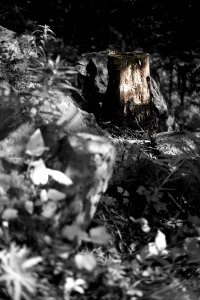 Rocks and stump photo