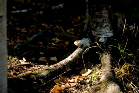 a stump and mushroom
