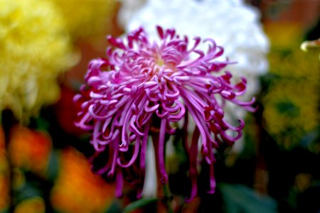 菊花