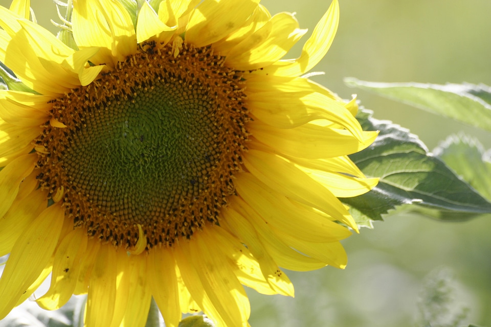 Plant nature summer