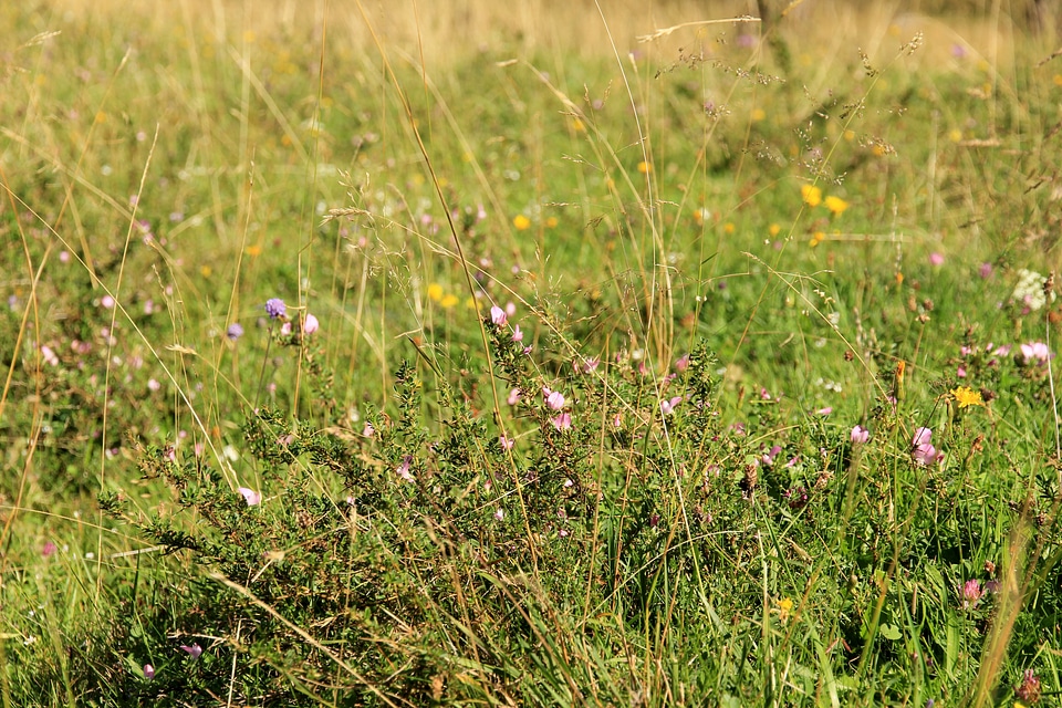 Mountain meadow flower meadow flora