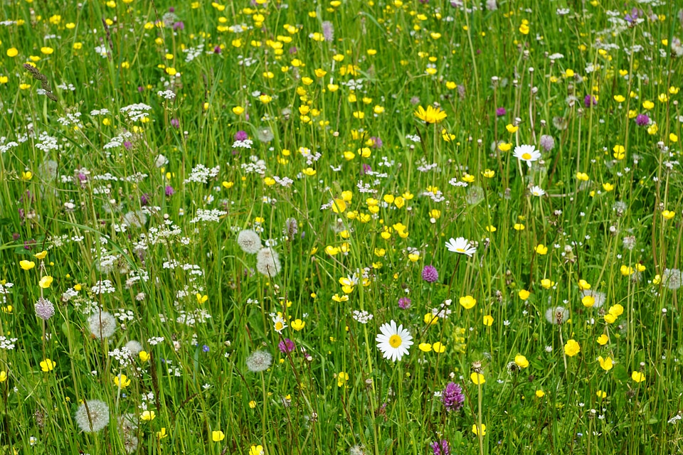 Colorful summer nature