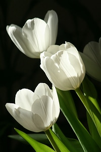 Flowers tulip white