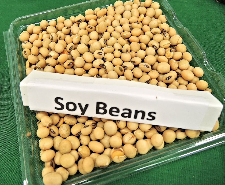 Soy oil biodiesel fuel renewable energy