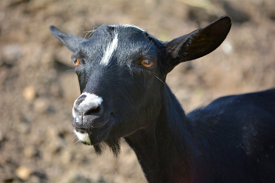 Black and white fur goat's head