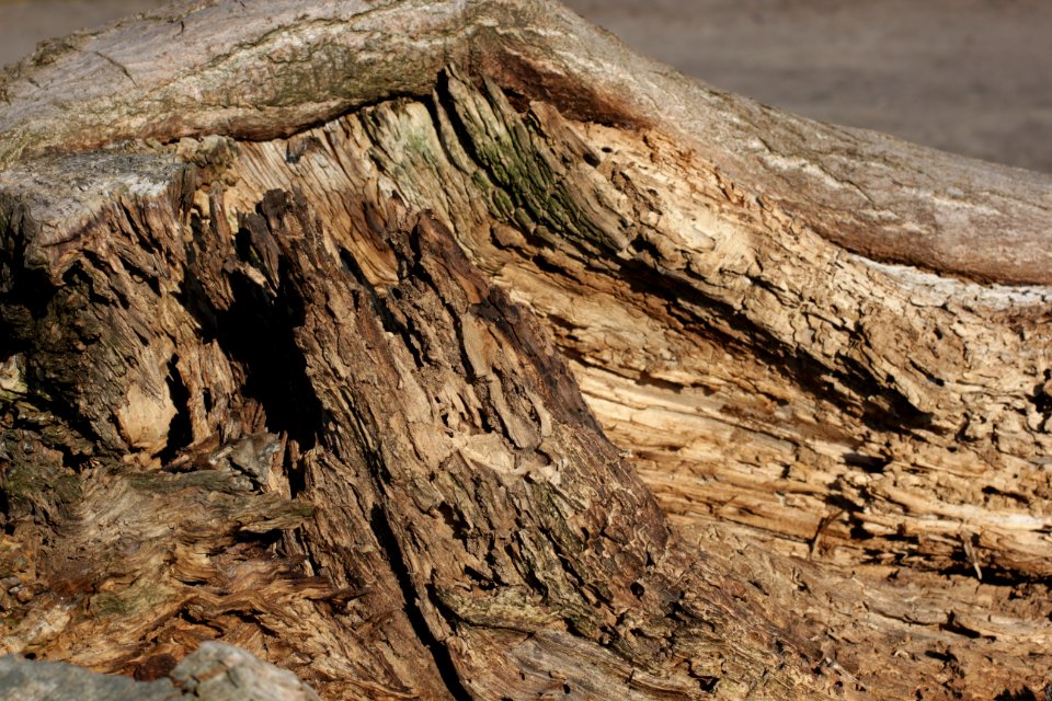 tree trunk wood 70