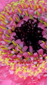 #365 psychadelic gerbera photo