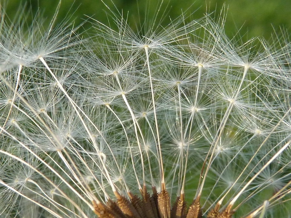 Bloom roadside close up