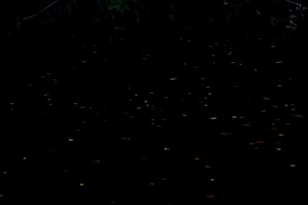 IMG 0279