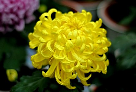 岸的新世界（菊花）