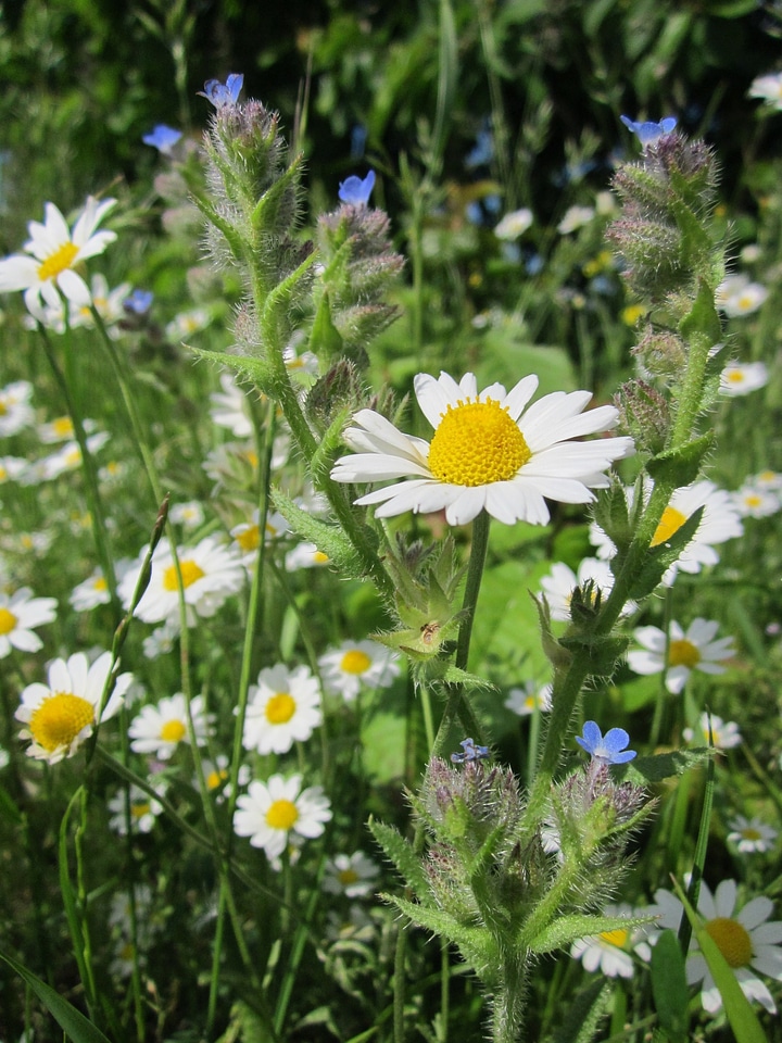 Scentless chamomile field chamomile wildflower