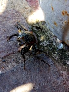 Why did this crab cross the road?