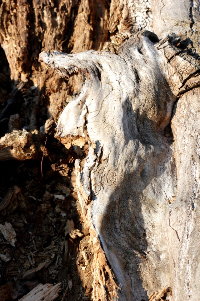 tree trunk wood 57