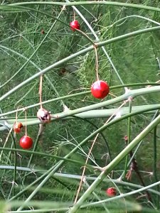 #365 asparagus berries