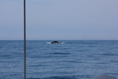 IMG 8532