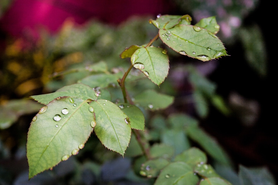 Garden branch plants