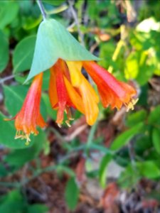 Day 142 honeysuckle