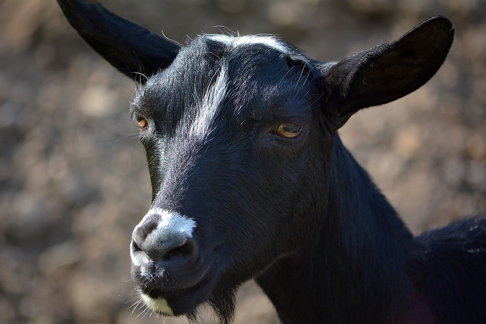 Farm creature animal world