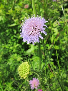 Botany plant inflorescence
