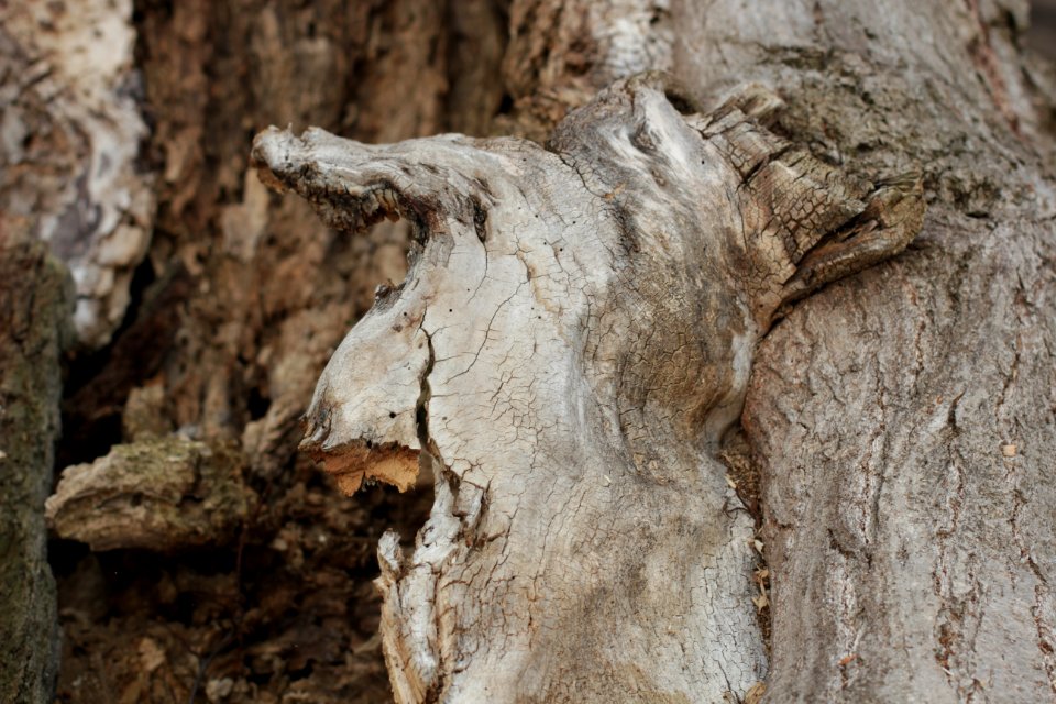 tree trunk wood 107