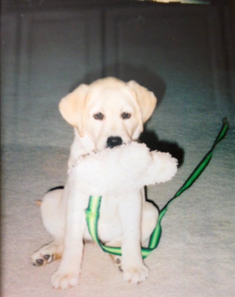 CLB-Lily