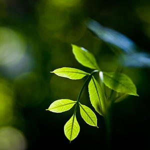 Nature leaf foliage photo