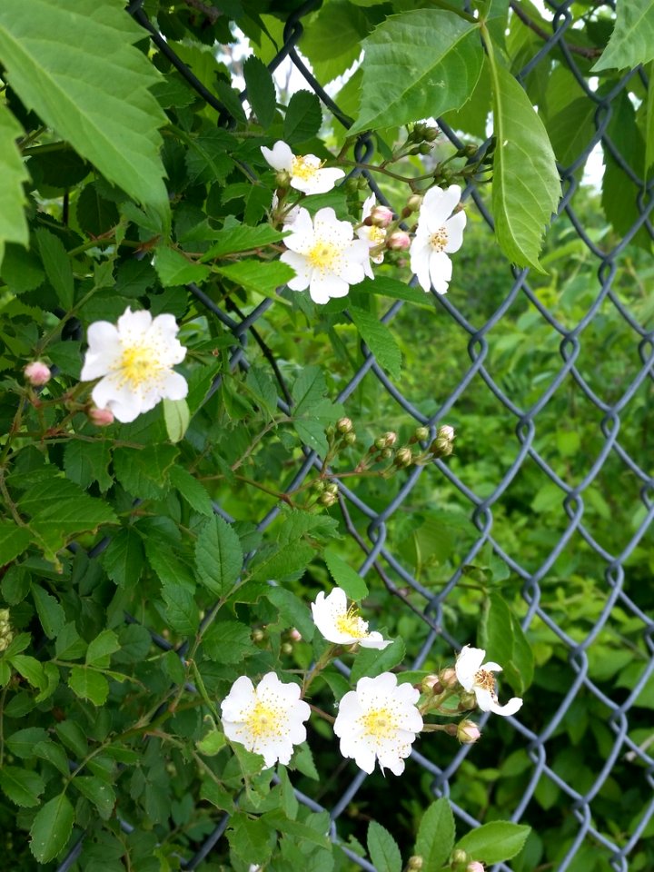 20150426 170830 zpsai7lirs7