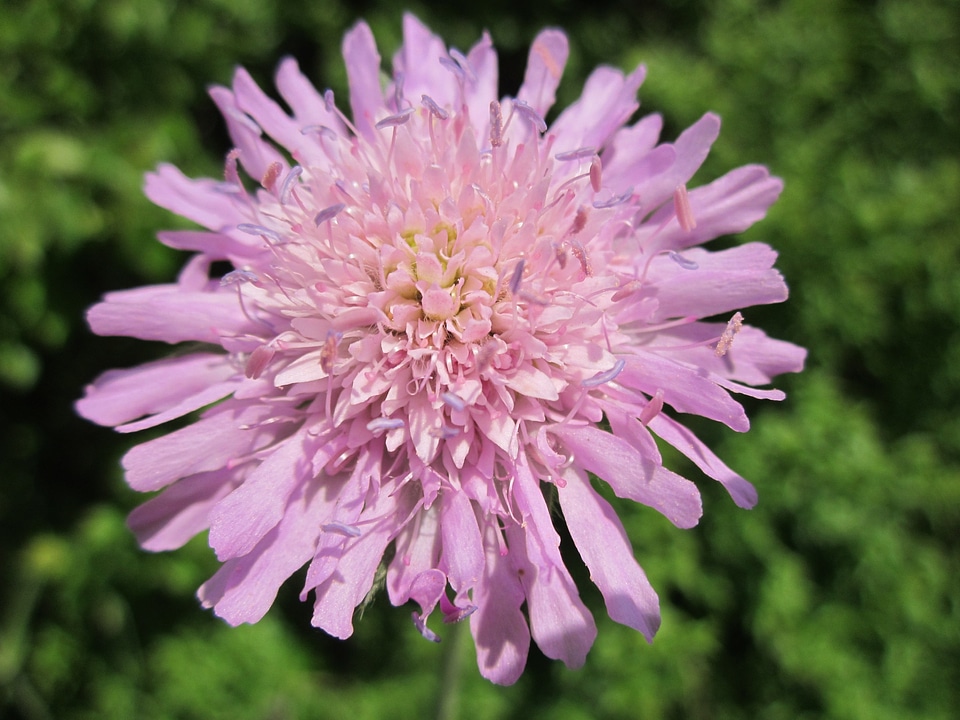 Botany plant inflorescence